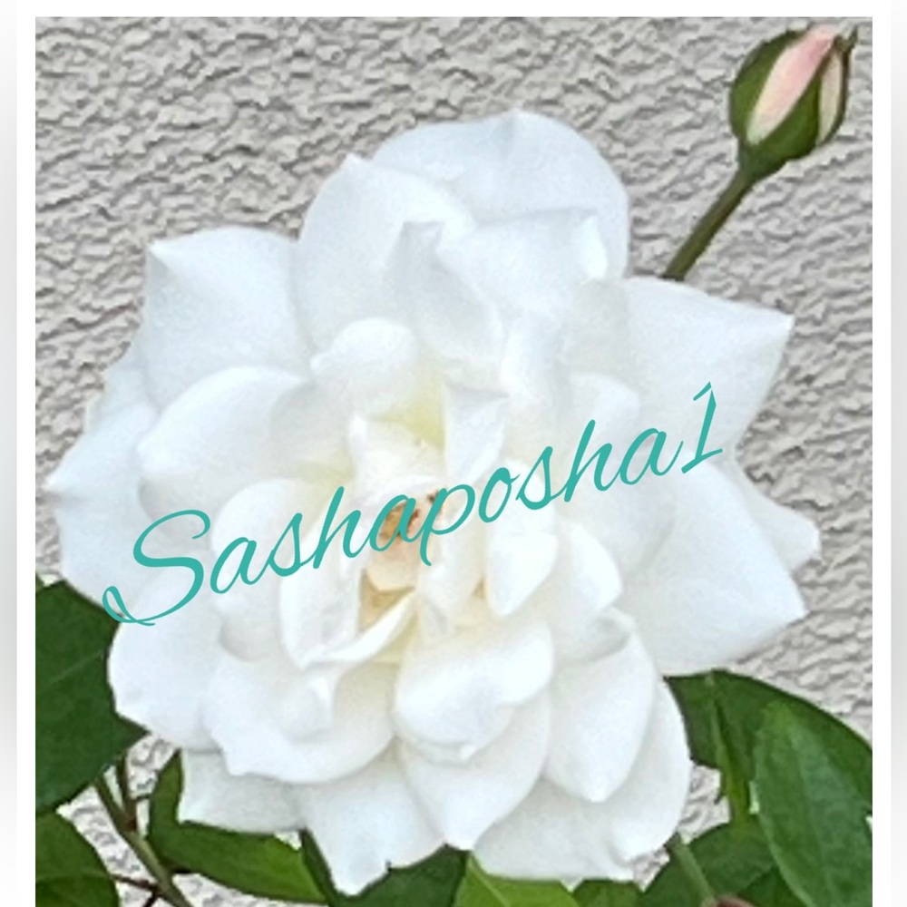 White Rose Photograph